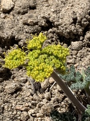 Lomatium foeniculaceum fimbriatum