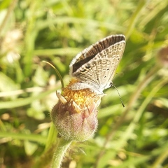 Hemiargus ceraunus