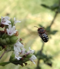 Epanthidium