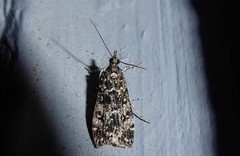 Eudonia philerga