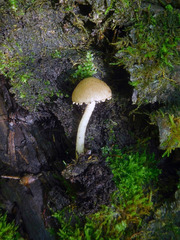 Cystoagaricus hirtosquamulosus