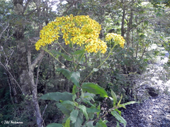Acrisione cymosa