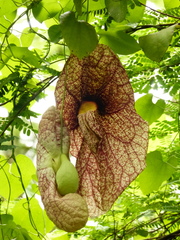 Aristolochia gigantea