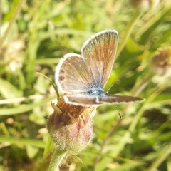 Hemiargus ceraunus