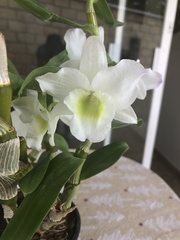 Dendrobium