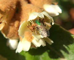 Agapostemon angelicus