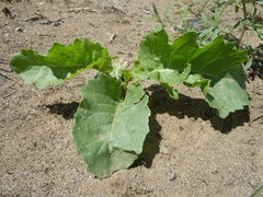 Thelypodium milleflorum