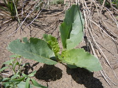 Thelypodium milleflorum