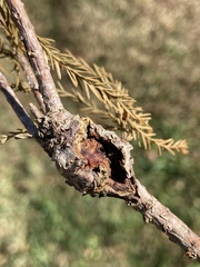 Taxodiomyia cupressiananassa