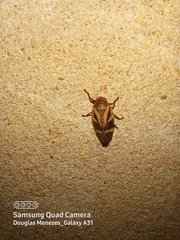 Acanthodeois
