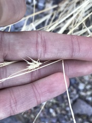 Bouteloua radicosa