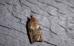 Harmologa