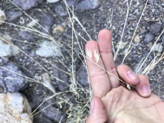 Bouteloua radicosa