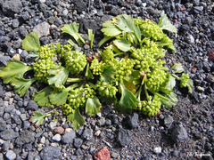 Azorella diversifolia