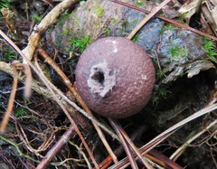Lycoperdon fuligineum