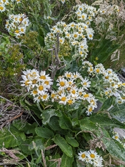 Senecio smithii