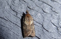 Harmologa