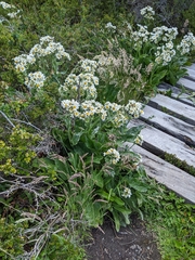 Senecio smithii