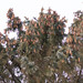 Picea pungens - Photo no hay derechos reservados, subido por Glenn Berry