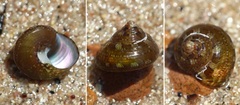 Steromphala umbilicaris