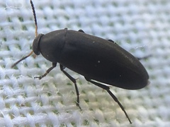 Anaspis