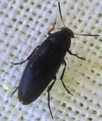 Anaspis