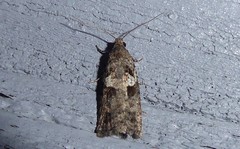 Harmologa