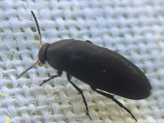 Anaspis