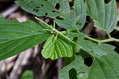 Lamponius portoricensis