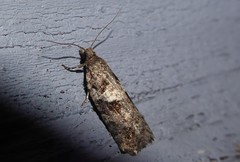 Harmologa
