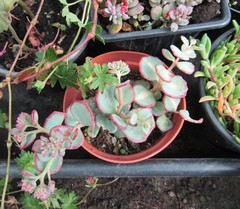 Hylotelephium sieboldii