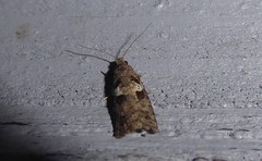 Harmologa