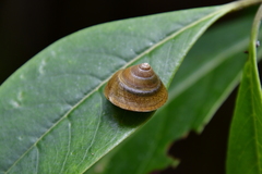 Hemitrochus riveroi