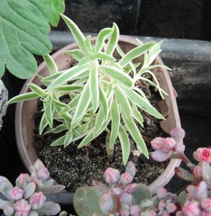 Sedum lineare