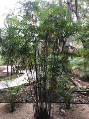 Chamaedorea seifrizii