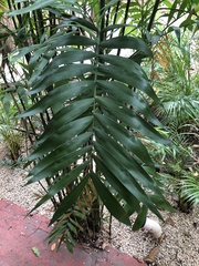 Chamaedorea seifrizii