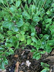 Piperales