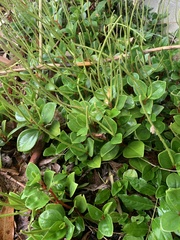Piperales
