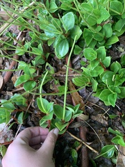 Piperales