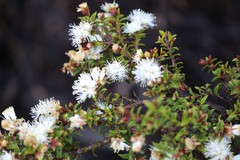 Melaleuca calycina