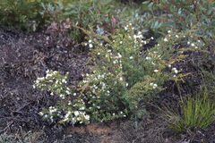 Melaleuca calycina