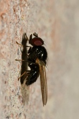Lonchaea palposa