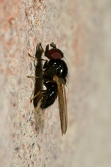 Lonchaea palposa
