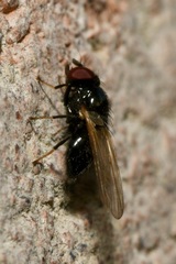 Lonchaea palposa
