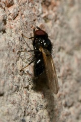 Lonchaea palposa