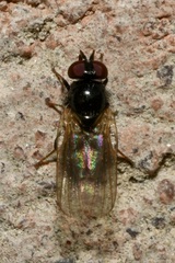 Lonchaea palposa