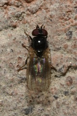 Lonchaea palposa