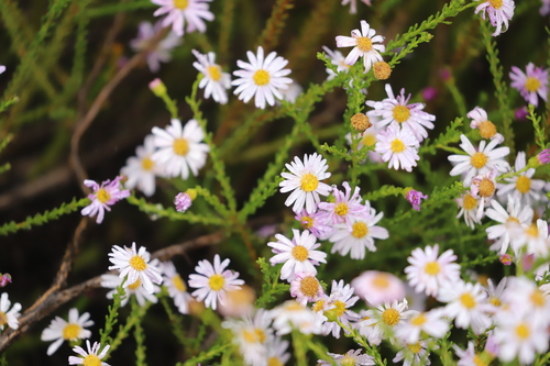 Imbricate Daisy Bush (Olearia imbricata)