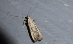 Anisoplaca ptyoptera