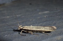 Anisoplaca ptyoptera